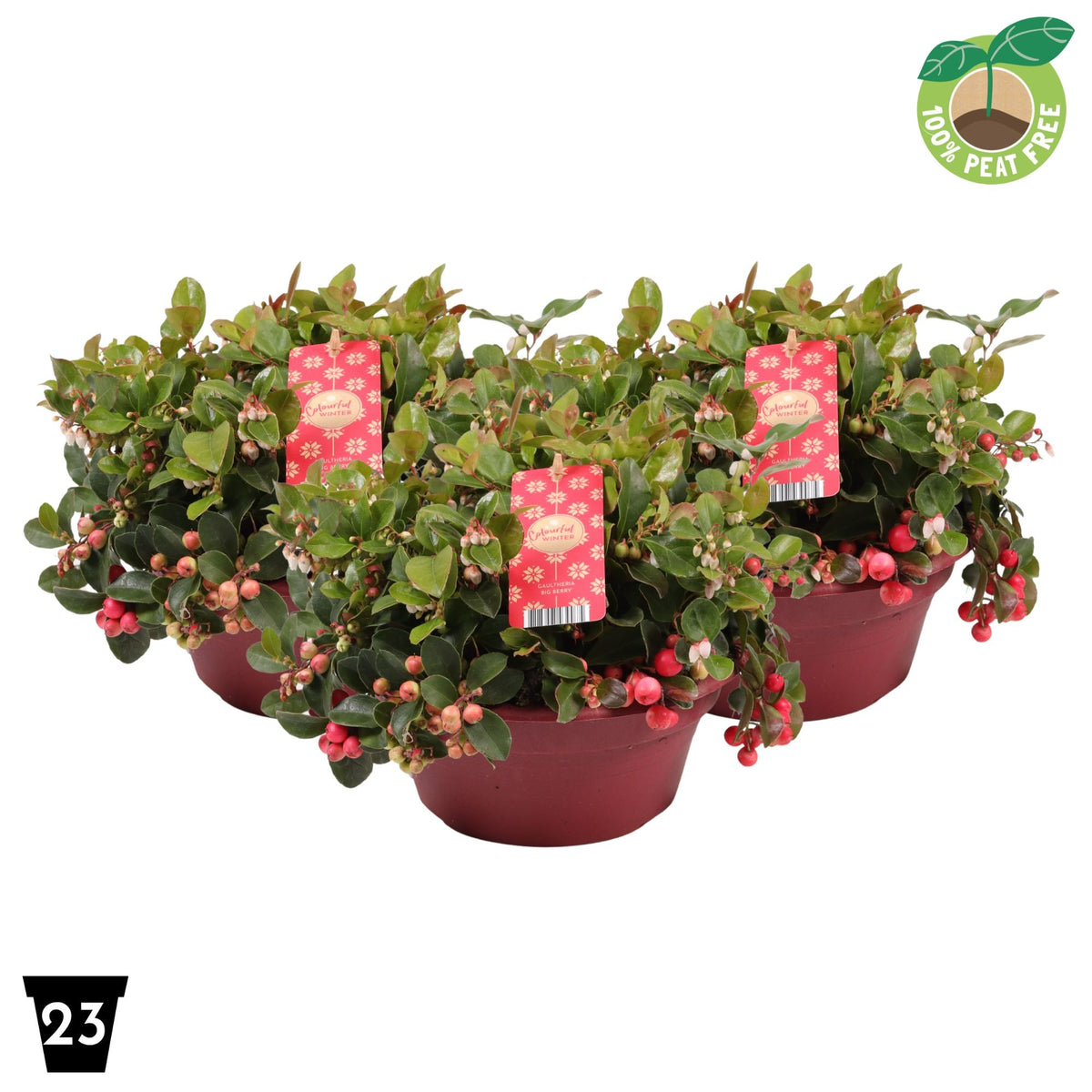 Gaultheria procumbens Big Berry 30cm 23cm Pot