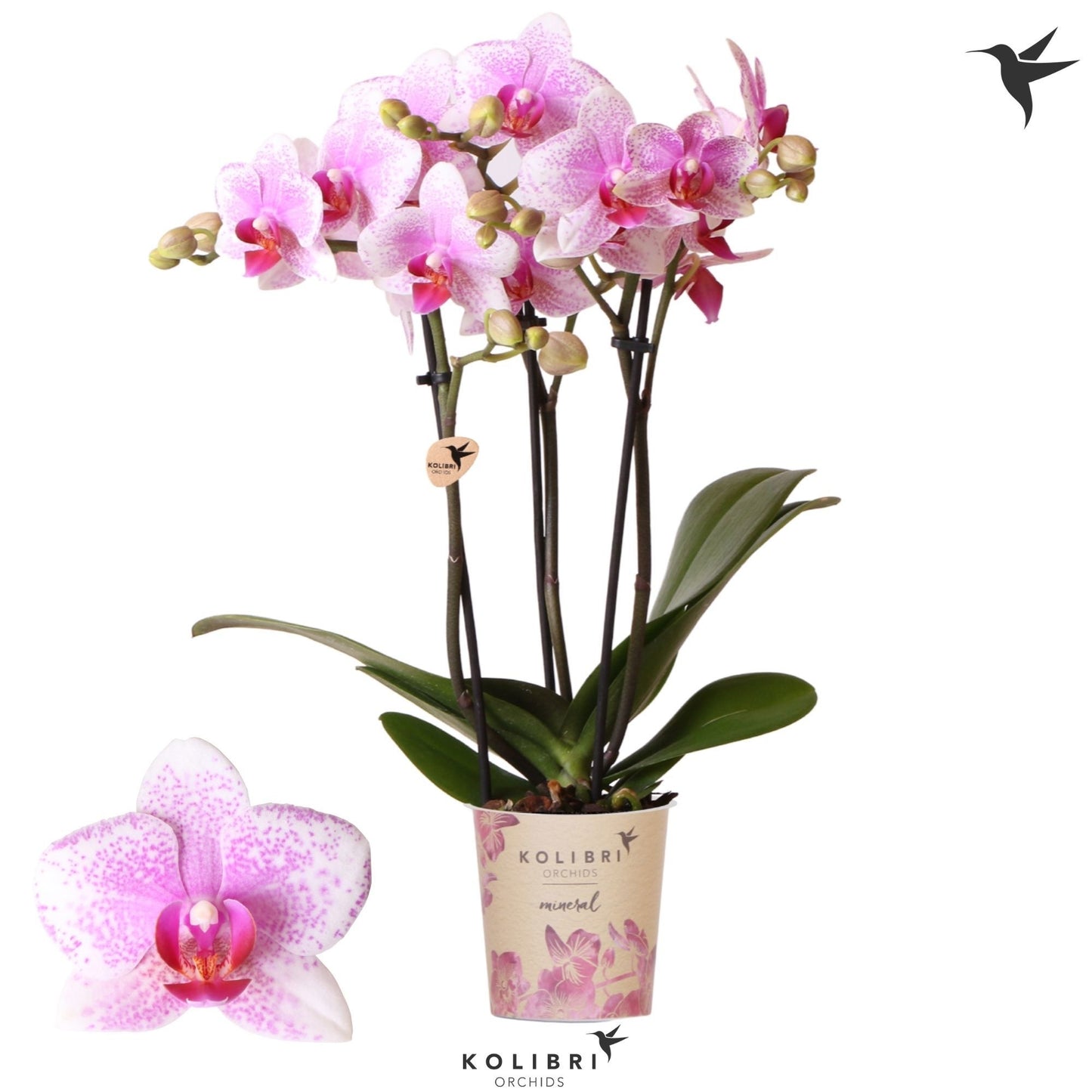 Phalaenopsis mf. Rotterdam 40cm 9cm Pot