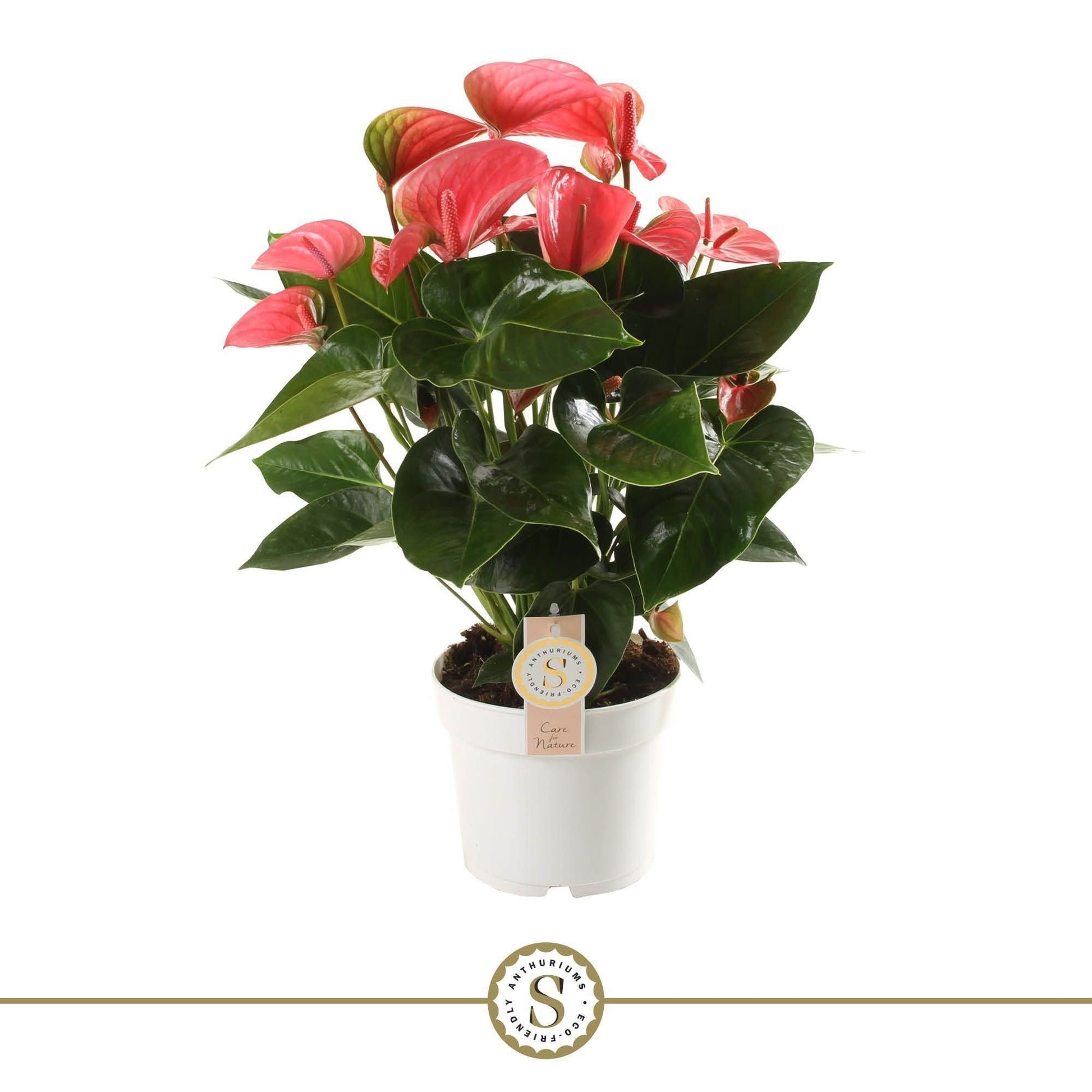 Anthurium Pink Champion 60cm 17cm Pot