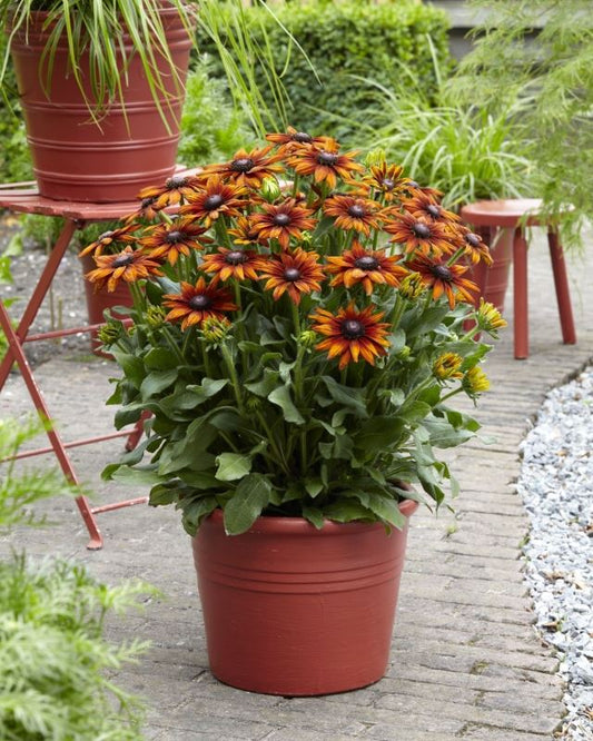 Rudbeckia 80cm 27cm Pot
