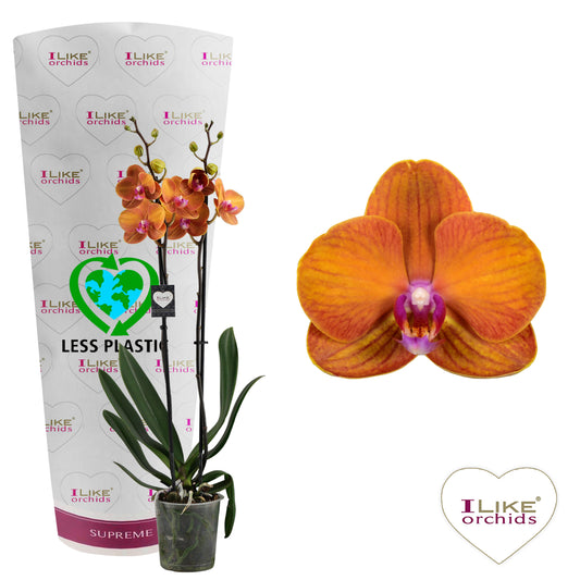 Phalaenopsis Bolonga 55cm 12cm Pot