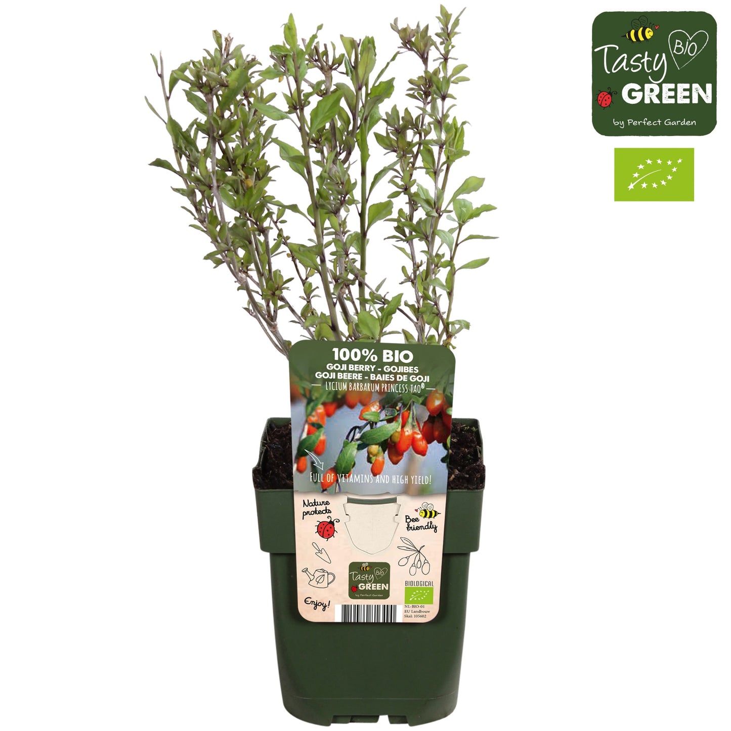 Hoogeveen Plants BV Lycium barbarum ("Goji Berry") Pack of 10