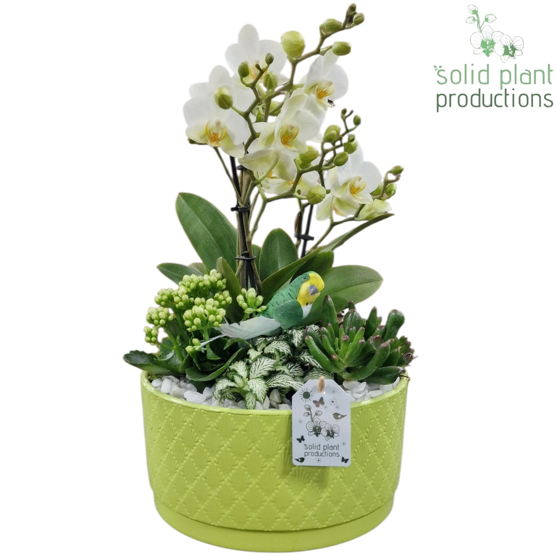 PH004 Stella Light Green 45cm 22cm Pot