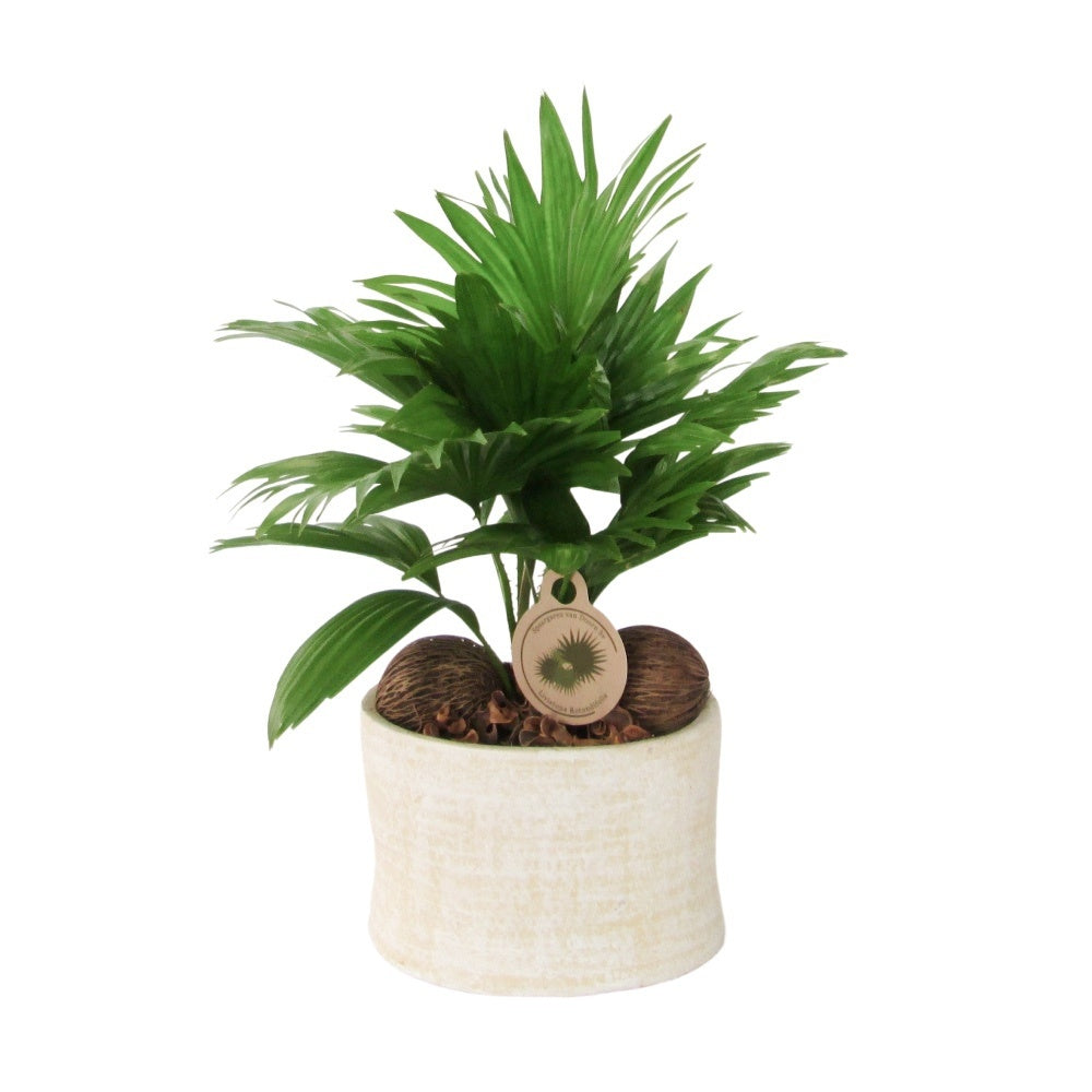 Livistona rotundifolia 50cm 20cm Pot