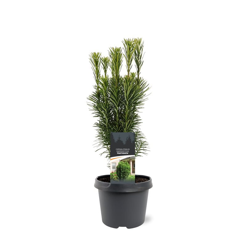 Cephalotaxus harringtonii Fastigiata 55cm 19cm Pot