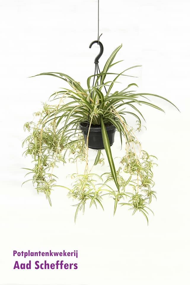 Scheffers, A.P. Chlorophytum Variegated Pack of 8