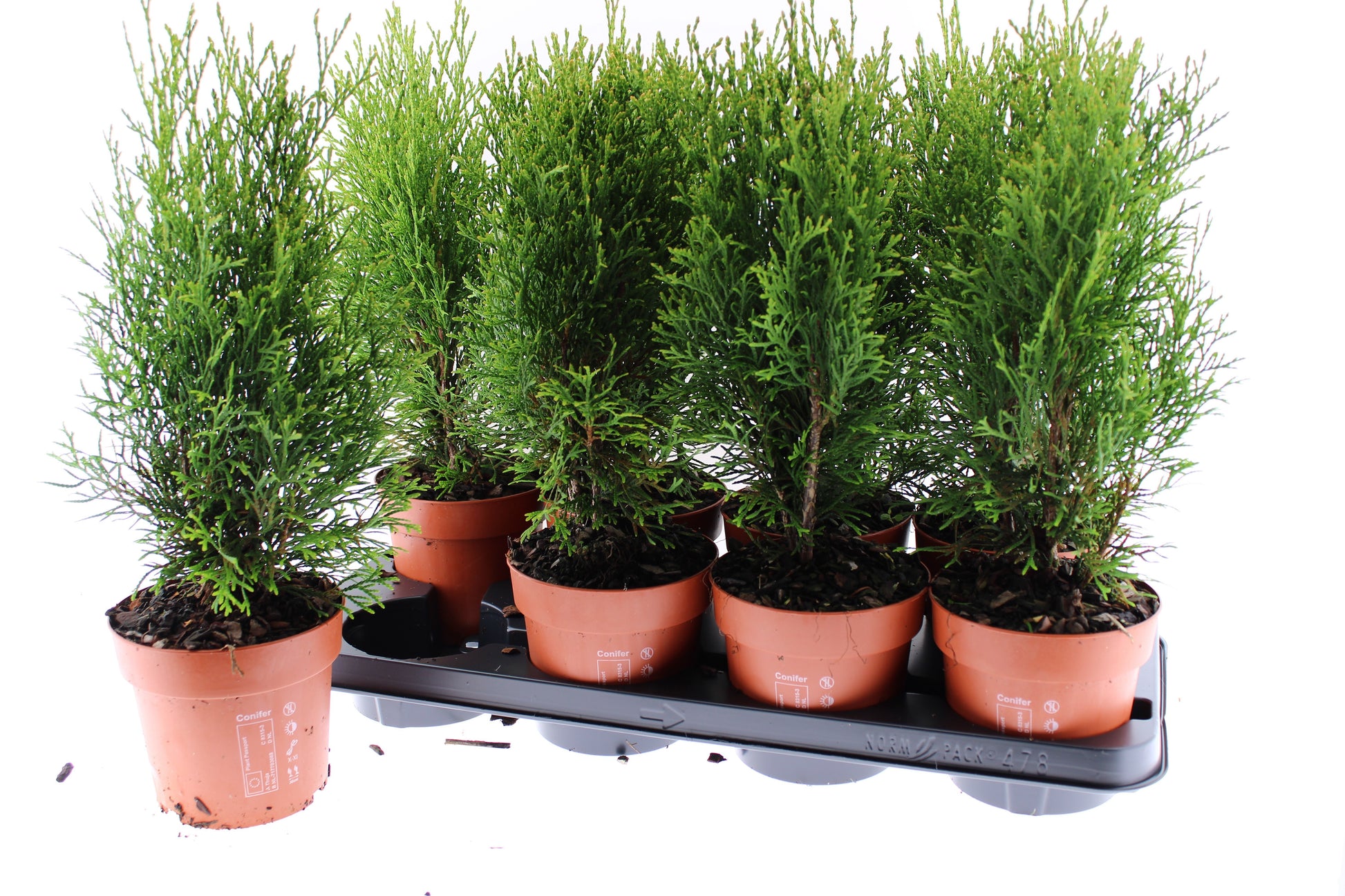 Thuja occidentalis Smaragd 45cm 13cm Pot