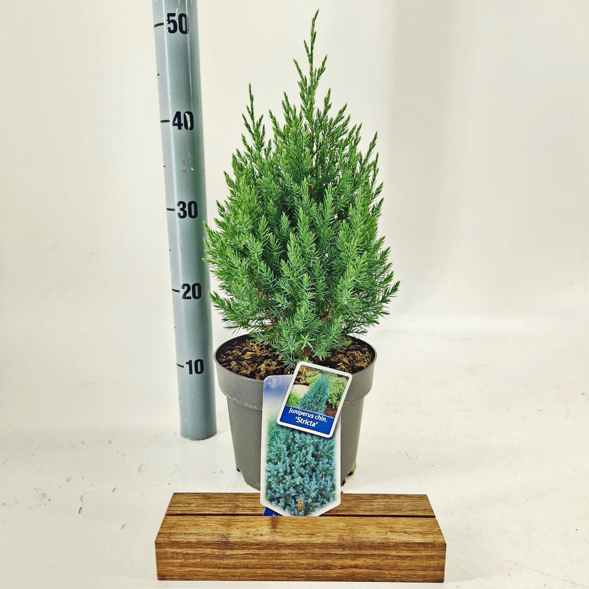 Juniperus Stricta 50cm 19cm Pot
