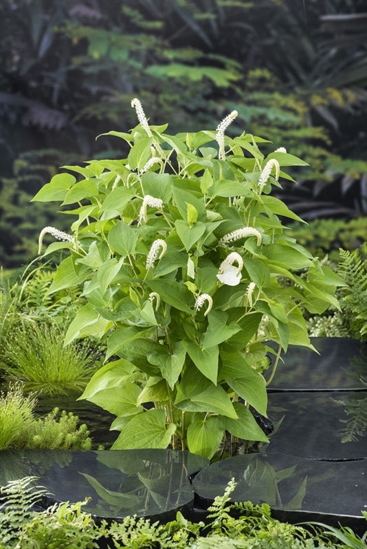 Saururus cernuus 30cm 18cm Pot