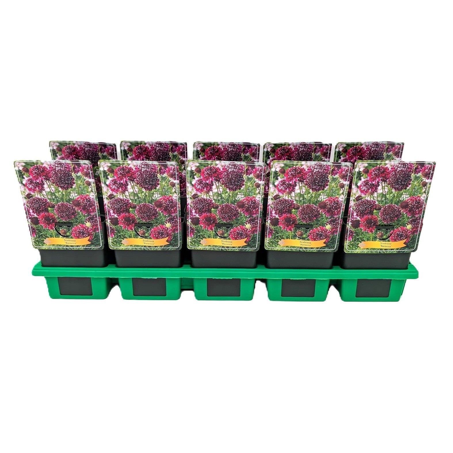 Scabiosa columbaria 25cm 11cm Pot