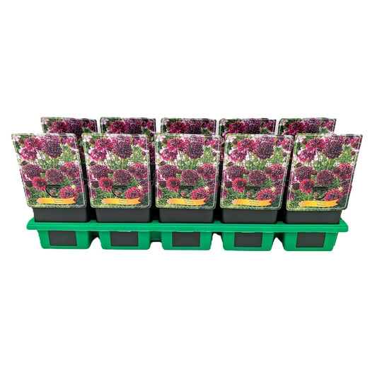 Scabiosa columbaria 25cm 11cm Pot