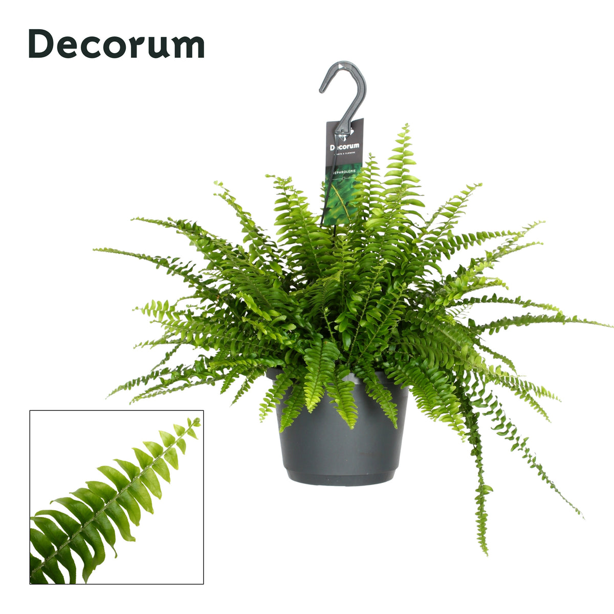 Nephrolepis Green Lady 45cm 17cm Pot