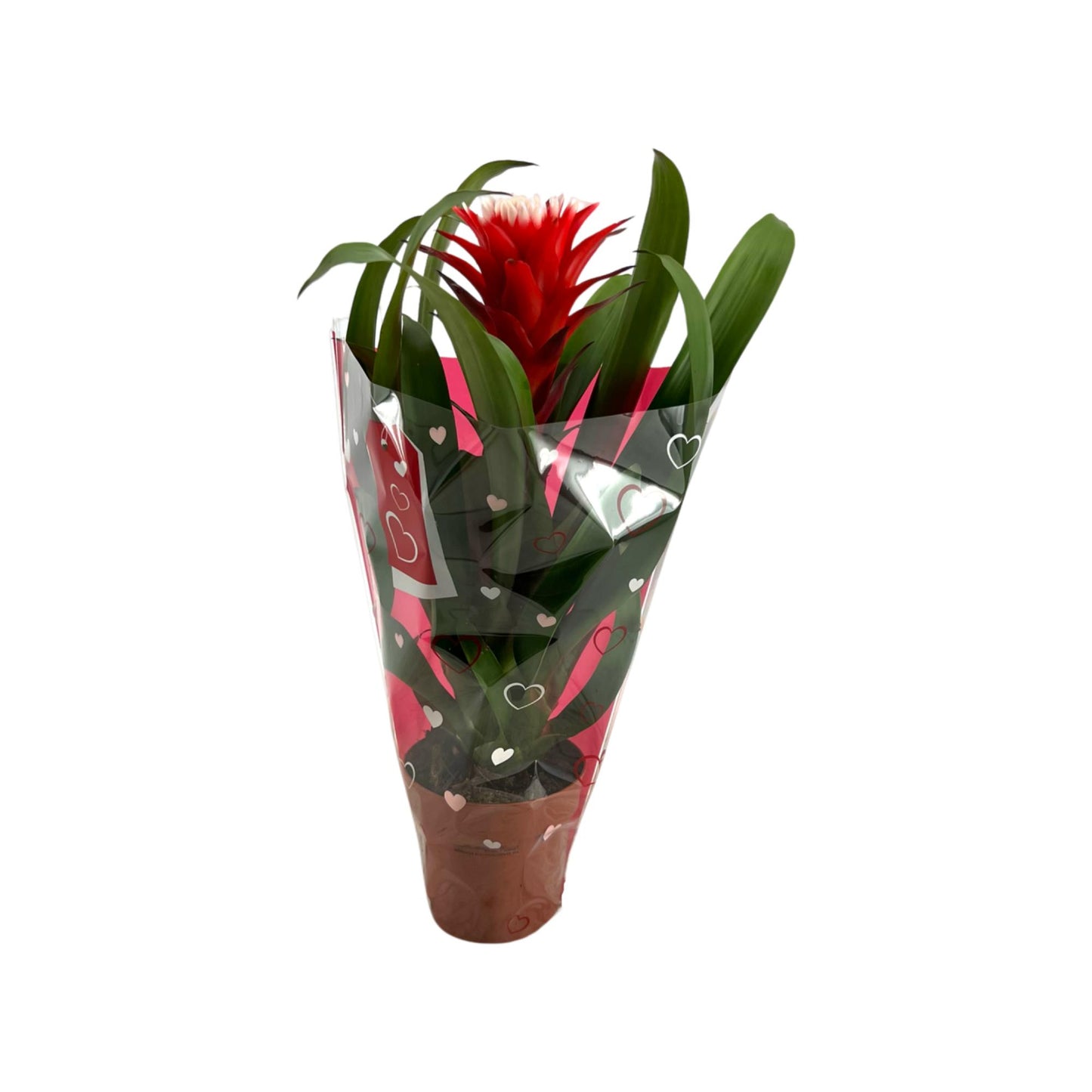 Guzmania Hope 40cm 12cm Pot