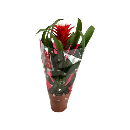 Guzmania Hope 40cm 12cm Pot