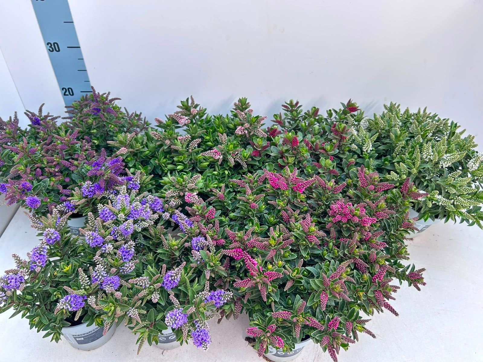 Gartenbau Janshen Gbr Hebe All Blooms mix Pack of 10