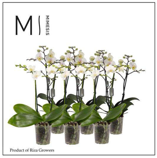 phalaenopsis-multiflora-white-50cm-12cm-pot-tog00600