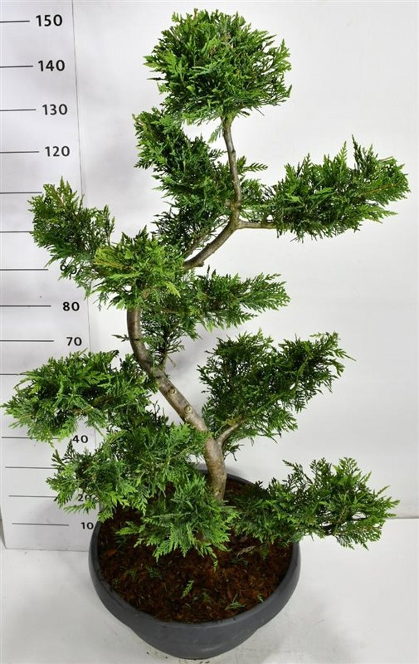 Cupressocyparis leylandii 170cm 48cm Pot