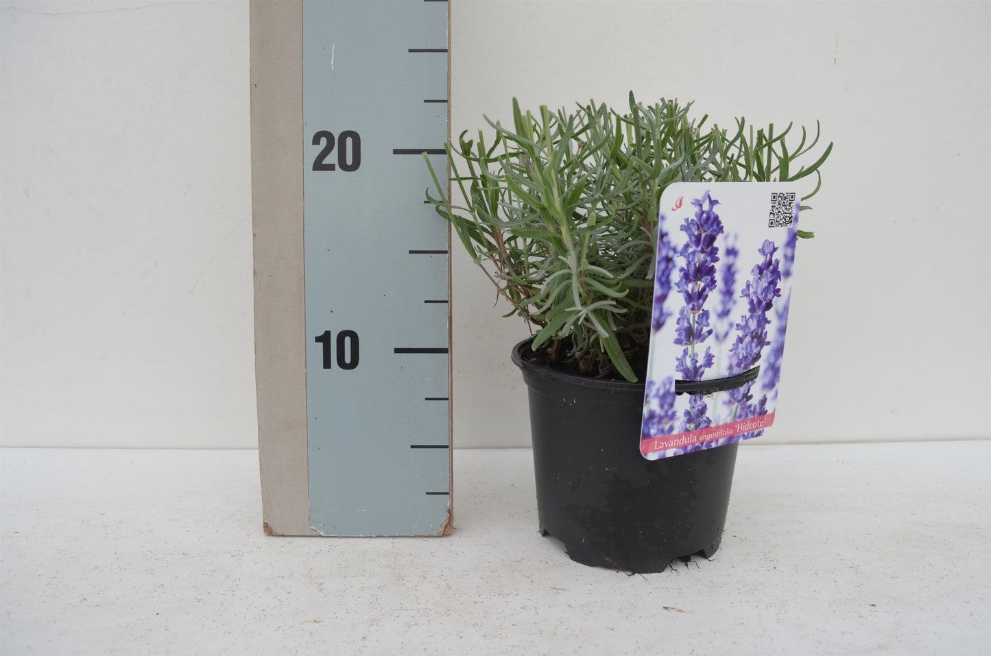 Roessel Tuinpl. VOF, B. v. Lavandula Hidcote Pack of 8