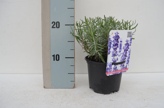 Lavandula Hidcote 25cm 13cm Pot