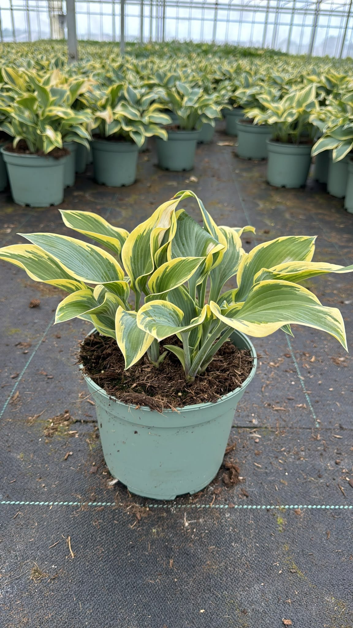 Woudenberg, VOF Gebr. van Hosta First Frost Pack of 1