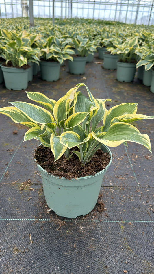 Hosta First Frost 40cm 23cm Pot