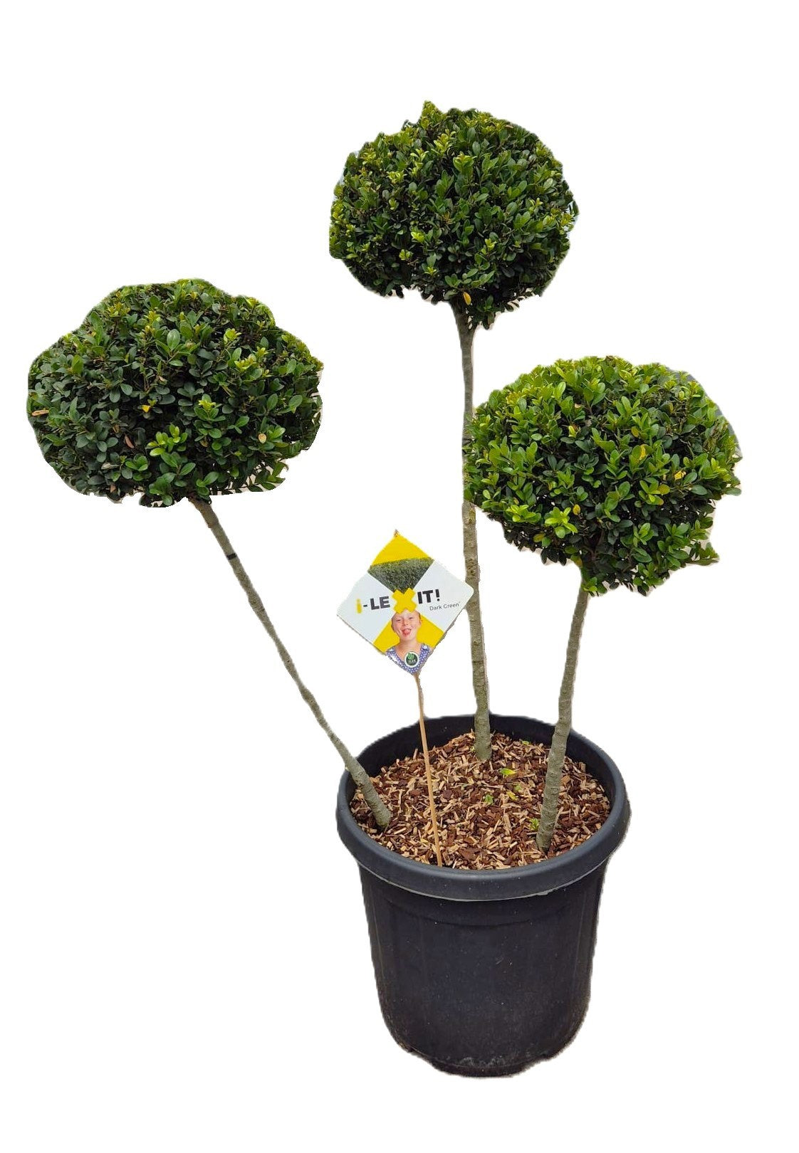 Ilex crenata Dark Green 130cm 45cm Pot