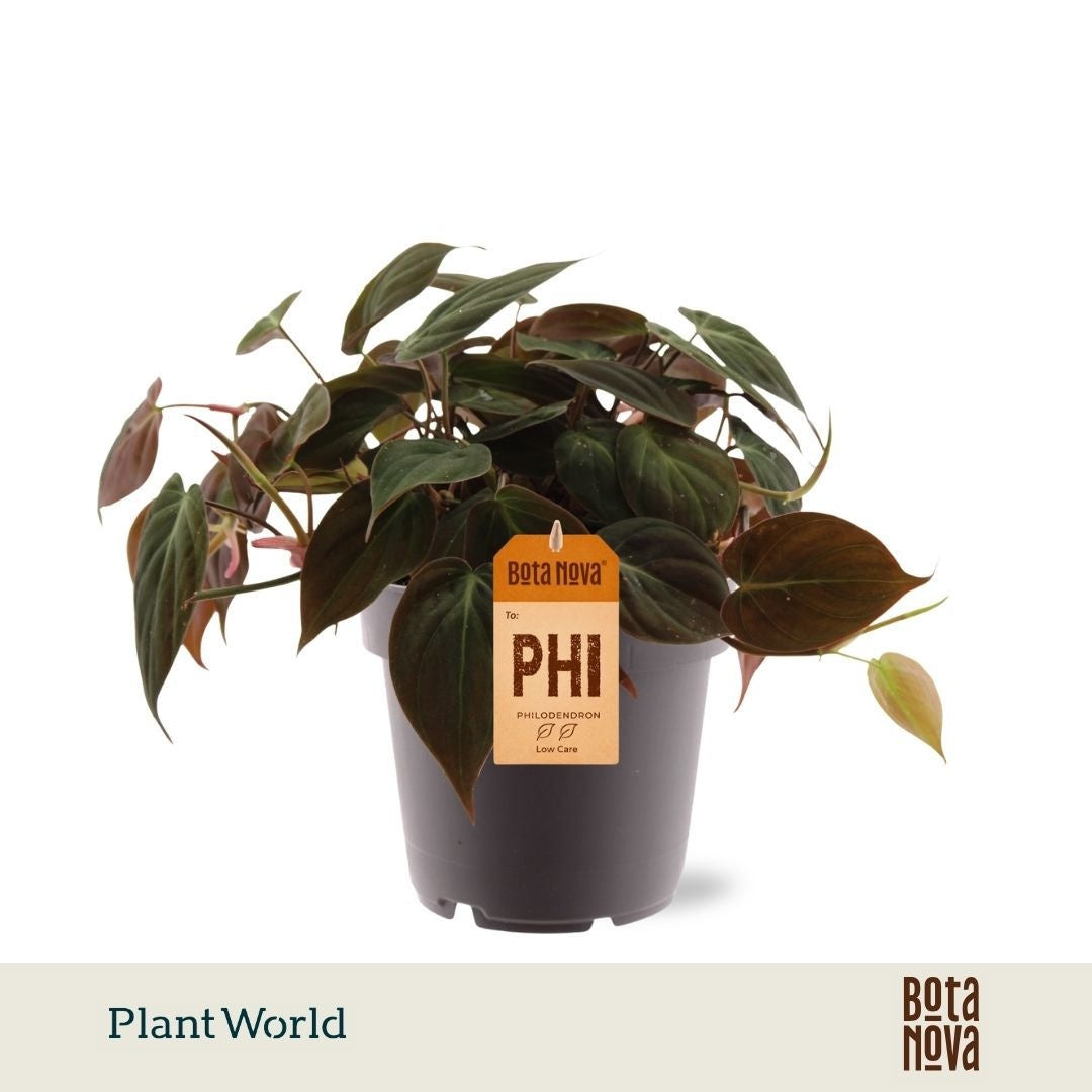 Philodendron scandens Micans 20cm 12cm Pot