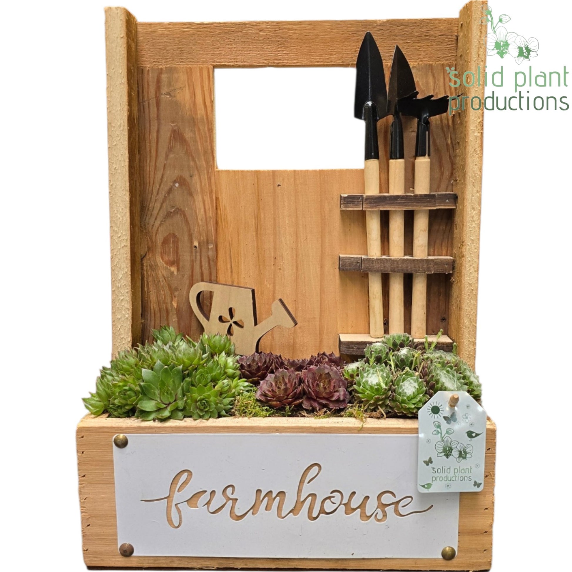 Sempervivum arrangement 37cm 26cm Pot