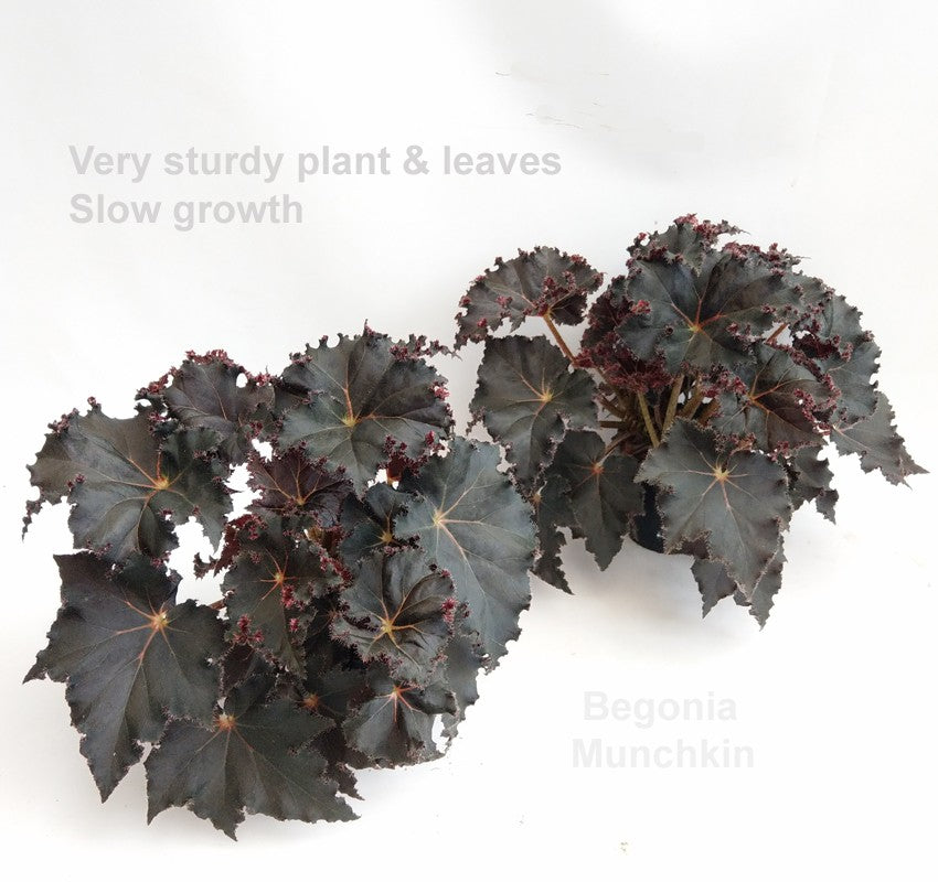 Begonia rex 35cm 14cm Pot