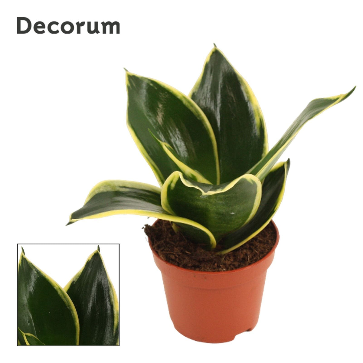 Sansevieria Hahnii 14cm 6cm Pot
