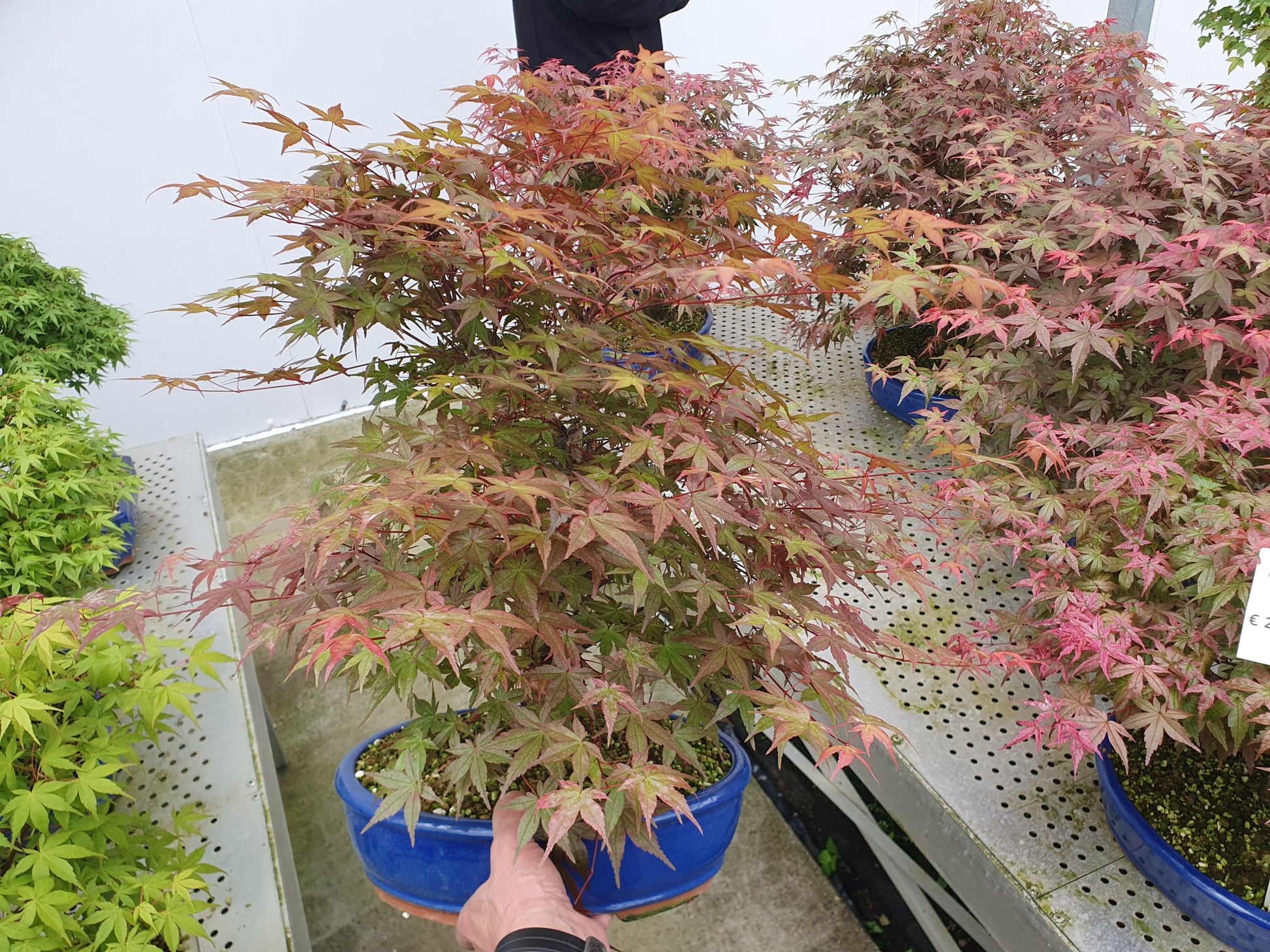 Acer Deshojo 55cm 31cm Pot