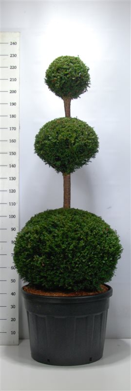 Taxus baccata 230cm 65cm Pot