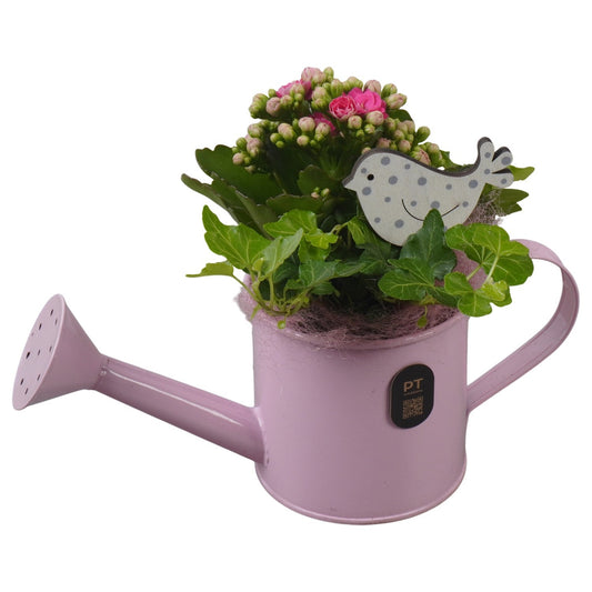 Indoor arrangement 18cm 23cm Pot