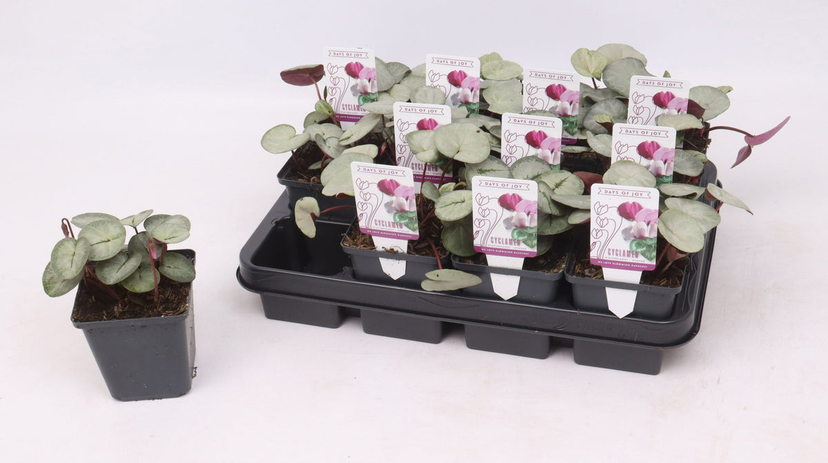 Cyclamen persicum 10cm 9cm Pot