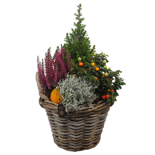 Outdoor arrangement 53cm 30cm Pot