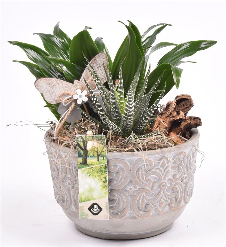 Indoor arrangement 16cm Pot