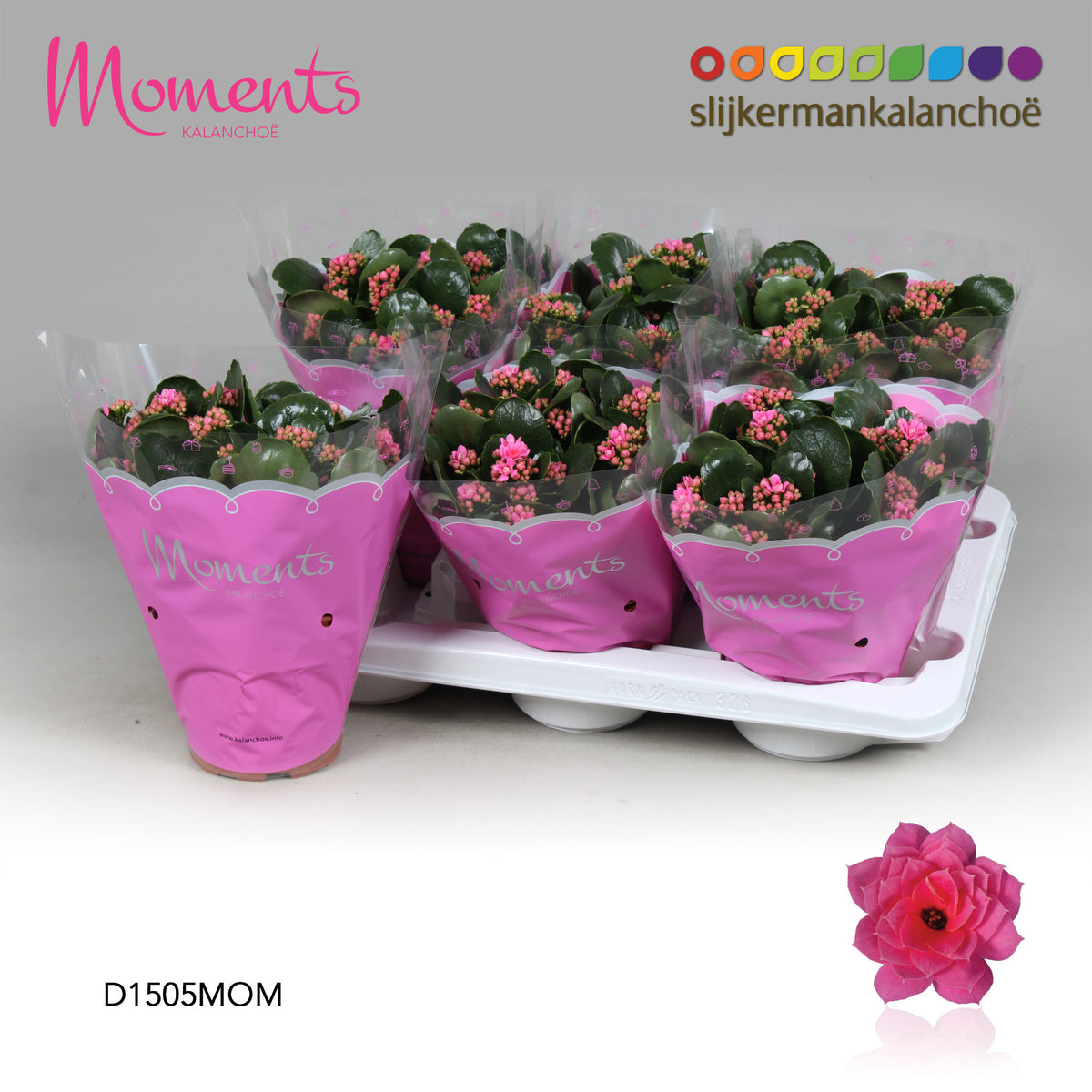 Kalanchoe pink 26cm 15cm Pot