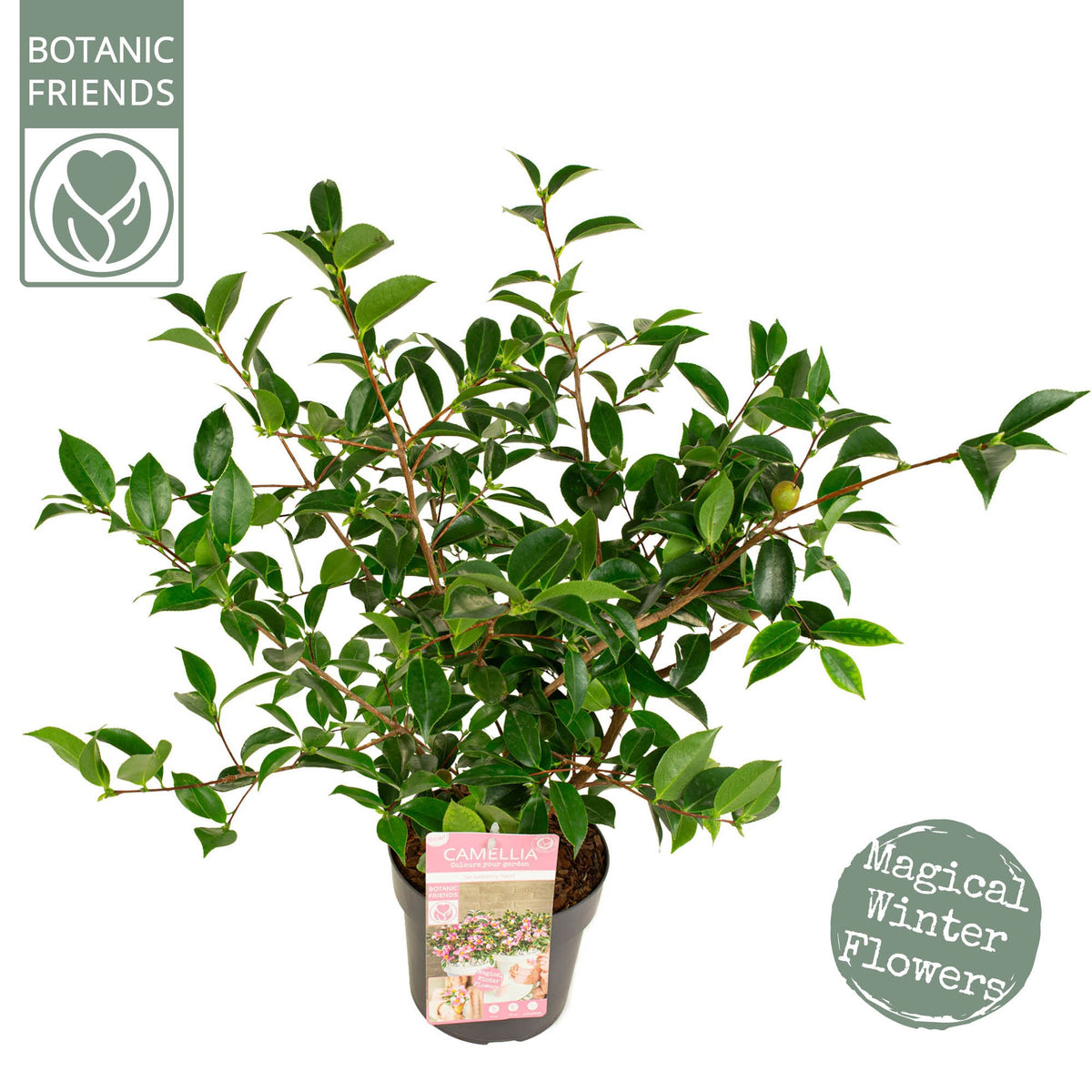 Camellia sasanqua 50cm 19cm Pot