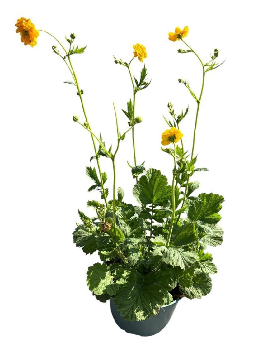 Geum chi. Lady Stratheden 55cm 17cm Pot