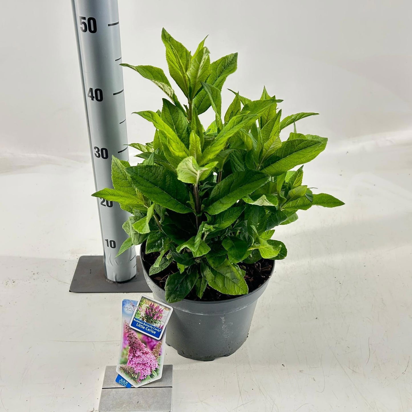 Buddleja Butterfly Candy mix 40cm 23cm Pot