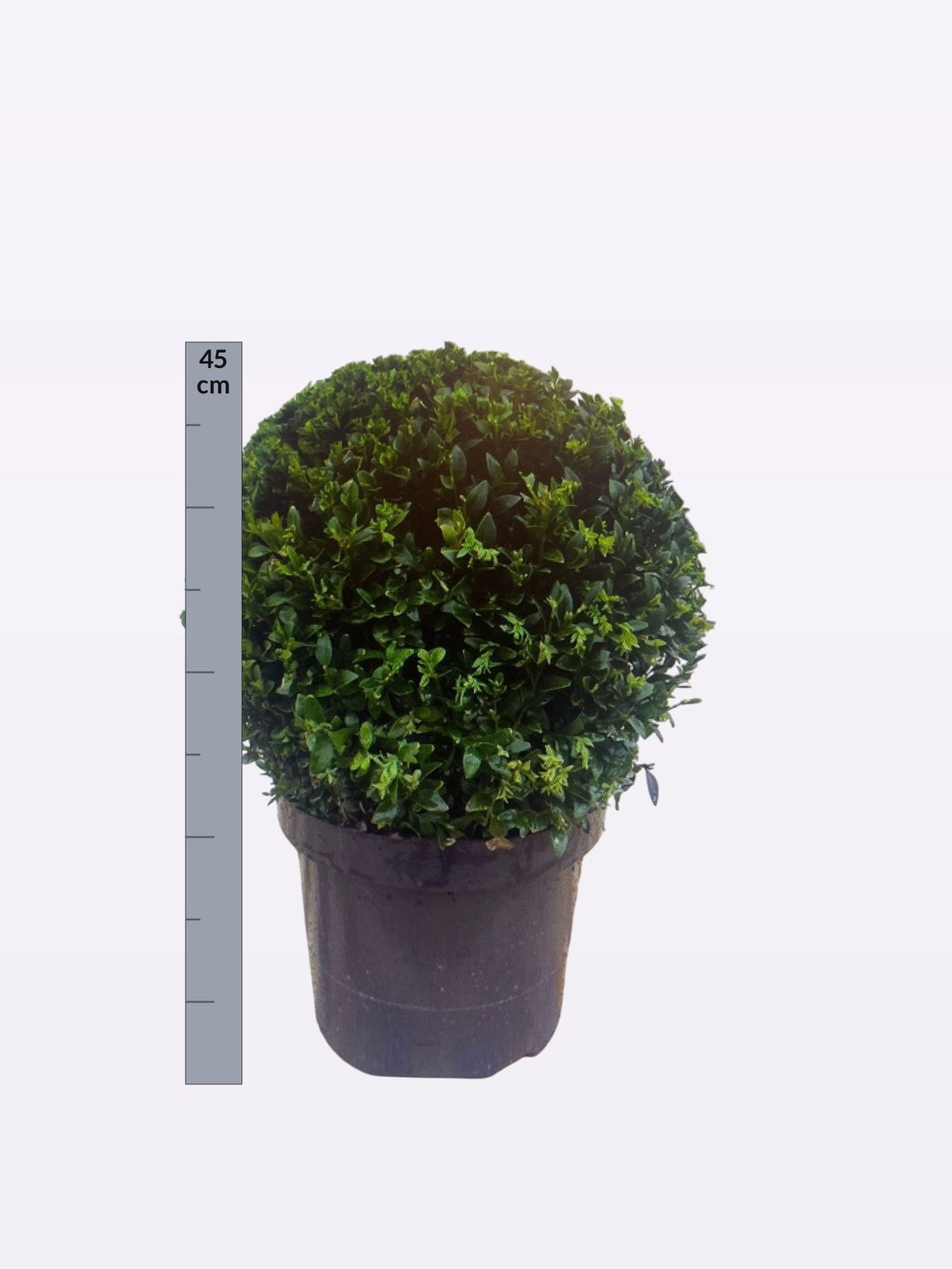 Buxus sempervirens ball 53cm 26cm Pot