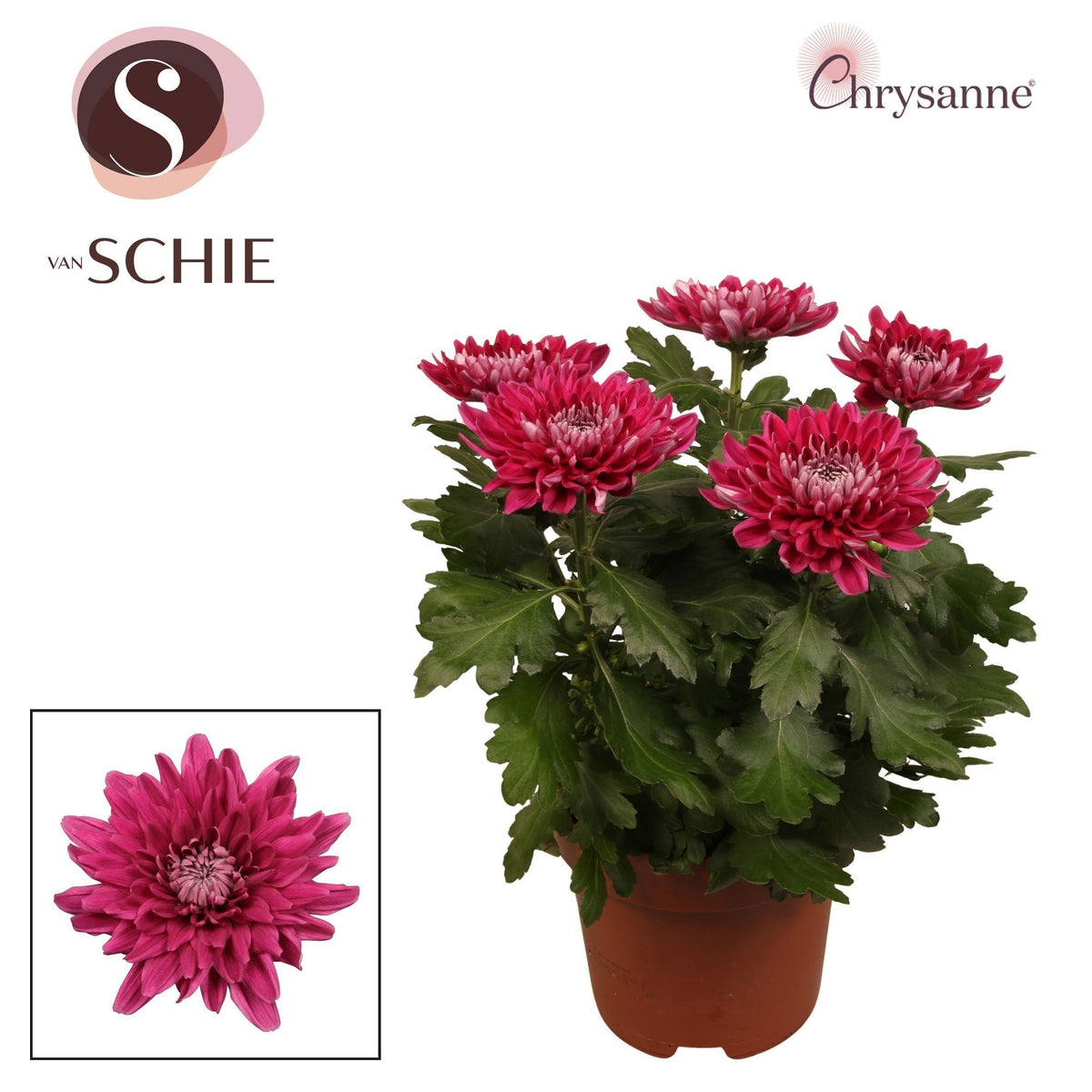 Chrysanthemum Zembla purple 35cm 17cm Pot