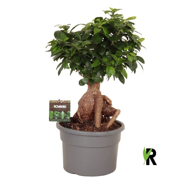 Ficus Ginseng 50cm 23cm Pot