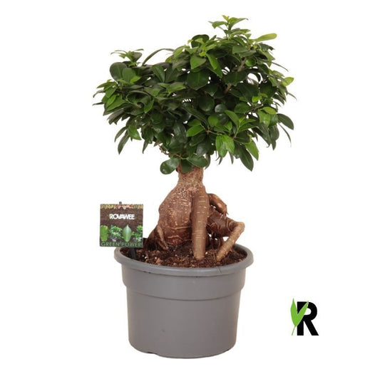 Ficus Ginseng 50cm 23cm Pot