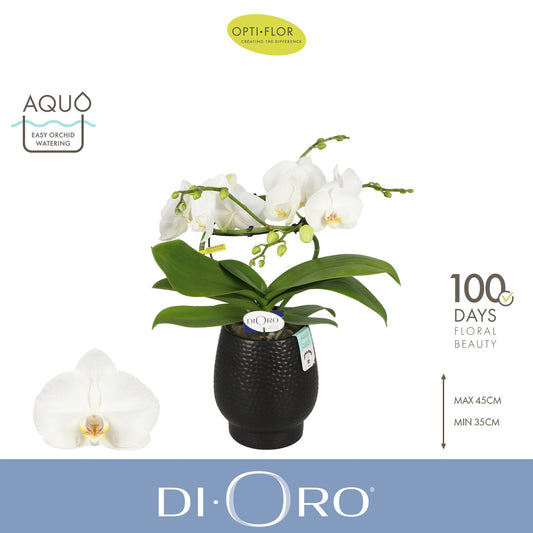Phalaenopsis white 50cm 12cm Pot