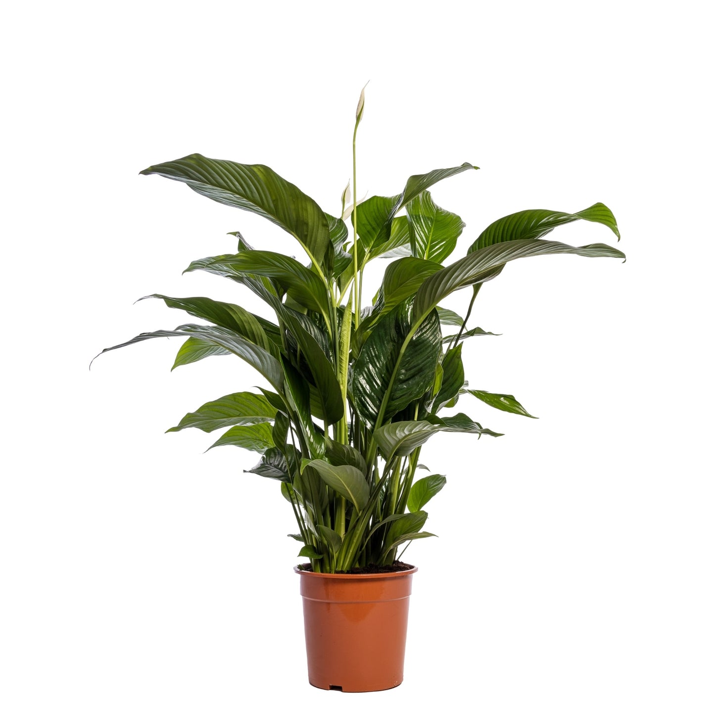 Spathiphyllum Sweet Lauretta 100cm 24cm Pot