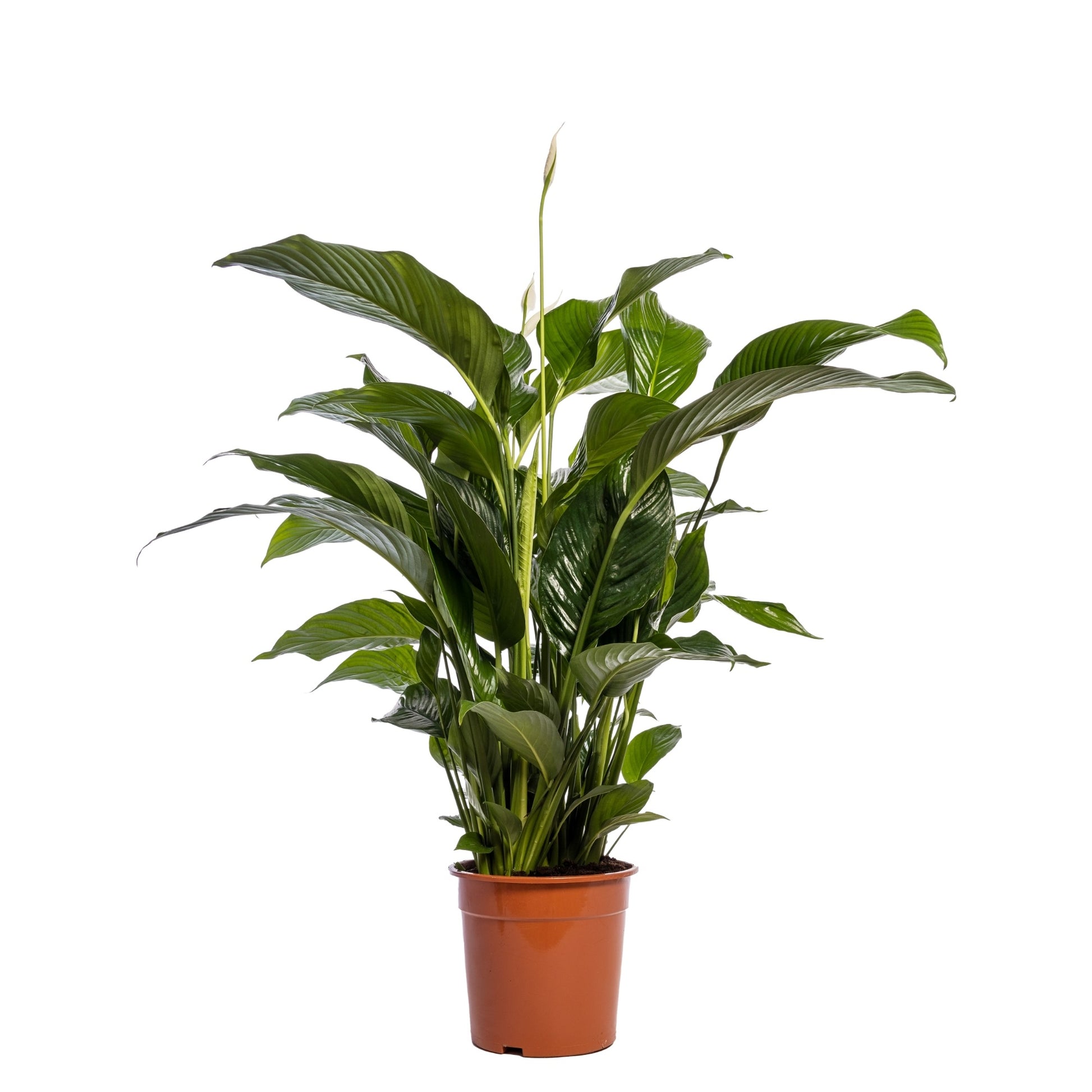Spathiphyllum Sweet Lauretta 100cm 24cm Pot