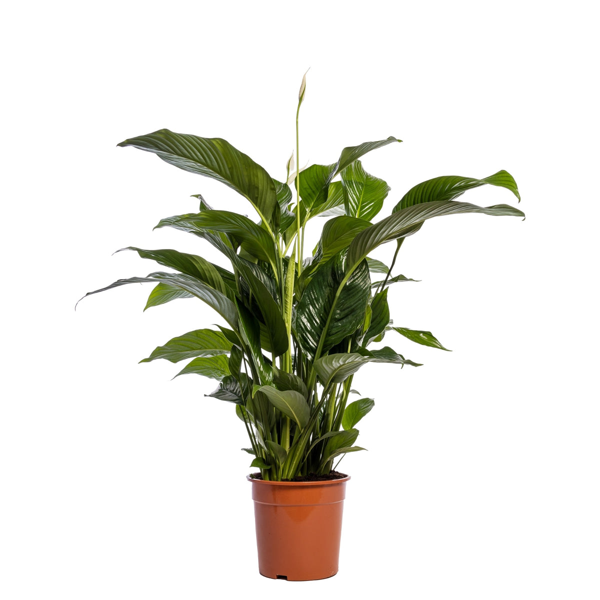 Large Statement Plants