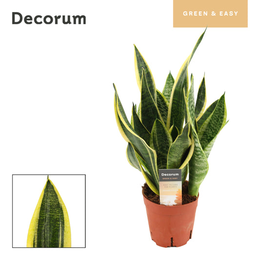 Sansevieria Futura Superba 40cm 14cm Pot