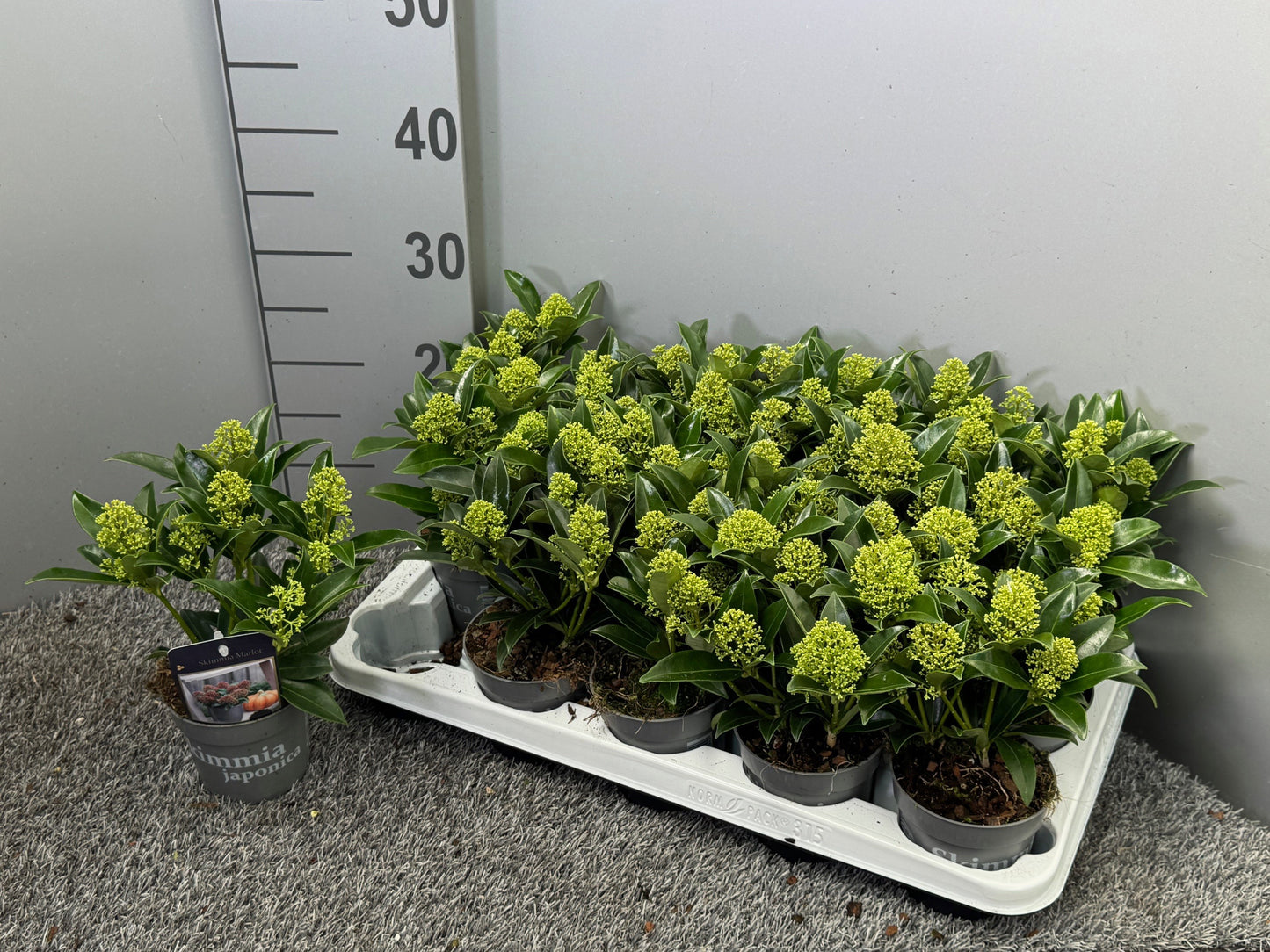 Skimmia japonica Godrie's Dwarf 25cm 510cm Pot